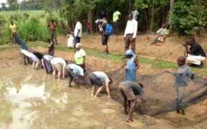 Joyce watches on as the chefs help in harvesting the fresh tilapia from her pond